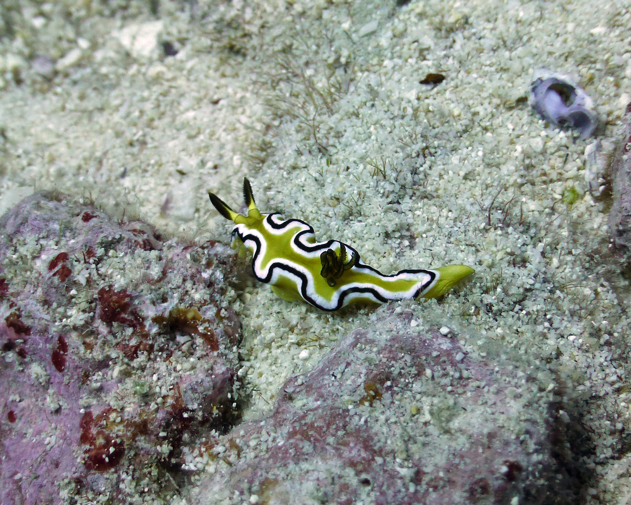 Glossodoris sibogae nudibranch, Mo'orea 2019.